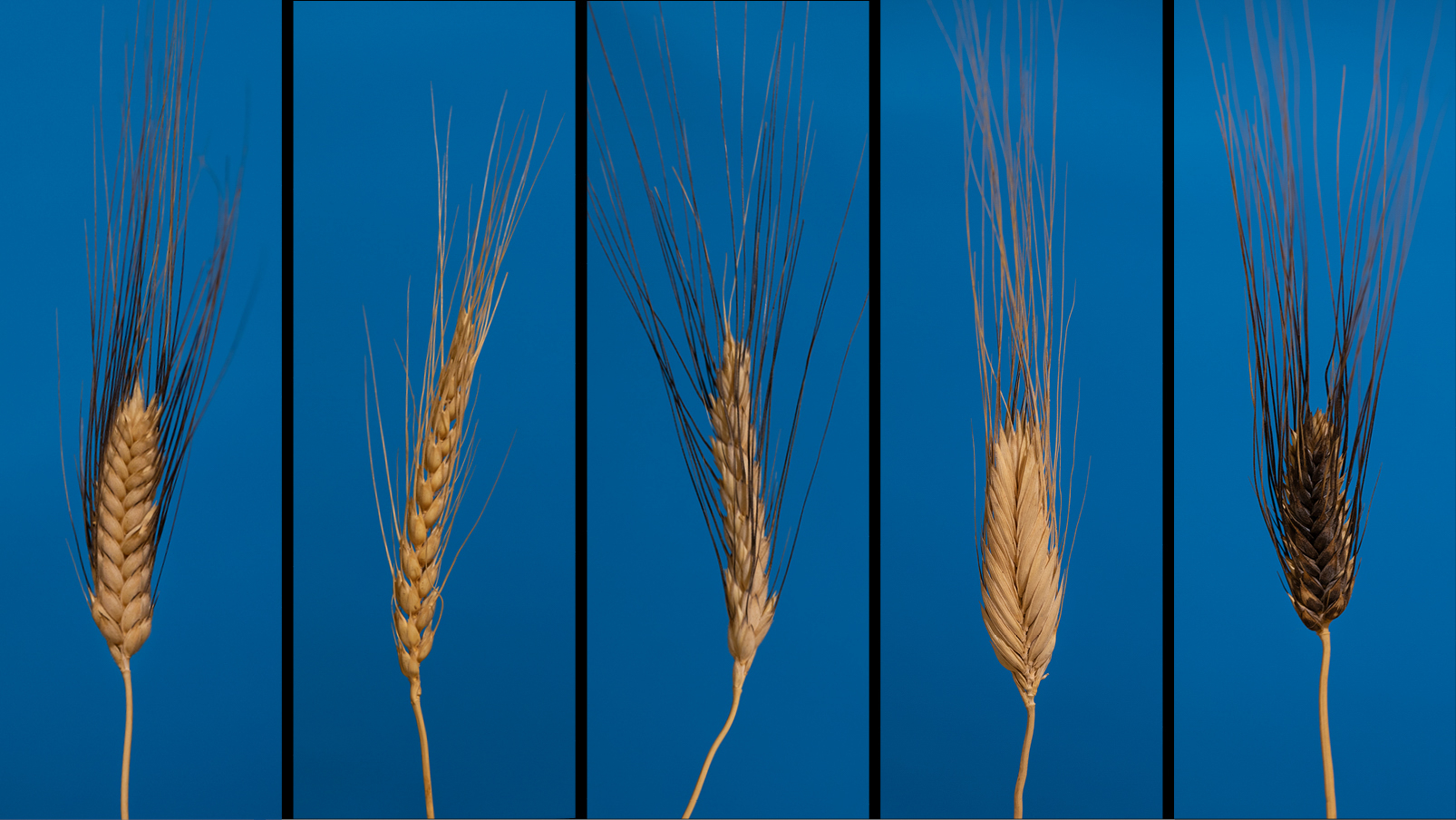 A collage of different heads of heirloom wheat varieties found in Lebanon, Palestine, and Iraq.
