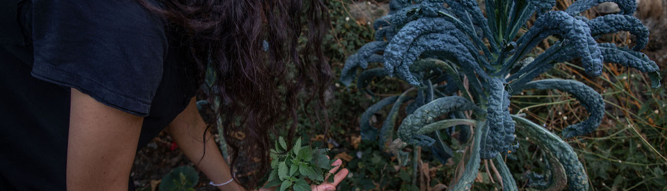 A woman with long black wavy hair holds a cluster of stinging nettle leaves in her hand while she picks more. She is bending next to a large bluish kale plant on her right