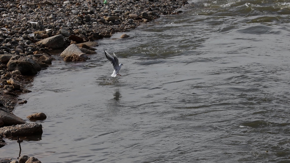 A seagull swoops into a polluted riverbank to feed.